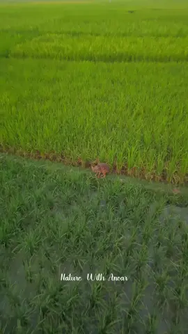 #بنجلاديش🇧🇩 #راحةنفسية♥️❣️💘 #اوكسجين💞💓 #creatorsearchinsights 