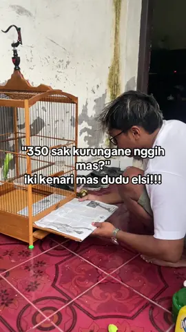 nemen jii #kenarimaniaindonesia #gantangan #kenari #fy 