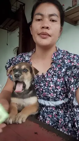 holycare dapat membatu merawat kulit anabul mu tungkik agar tidak gampang gatal gatal ini cocok untuk anabul yg kulit nya sensitif #anabul #gatalgatal #obat #holycare #rontok 