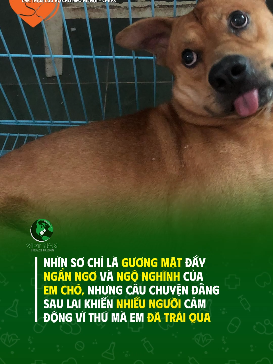 Thấy mà thương.... #vnhealthnews #tiktoknews