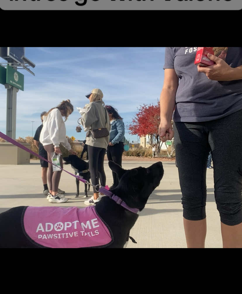 Valorie is barely a year old, but she’s been through so much. There’s a reason we spell her name the way we do: She has displayed a lot of valor. We are bound and determined to turn Valorie’s life around so she can experience the love of people and know that she is safe and cared for, furever. Valorie came to us with not one but two broken legs. She is now healed from her second surgery, and the vets think she’ll be able to run, play and jump like a regular dog with no lasting physical effects. However, because the injuries happened at the hands of humans, she still bears some emotional scars. Here are some things that bring her joy: 🐕🐩🐕 Other dogs! She loves them so purely and trusts them completely 💦💧💦 Water. She plays in the creek at her foster’s house and has a blast, and she doesn’t mind the rain or storms at all. 🌤🌷🌳 Being outside. She wants to go, go, go, whether she’s in the yard or on a leash walk. 🚗 Car rides 🌭🍔🍦Food and treats – the way to Valorie’s heart is through yummy eats 🤸‍♀️ 🐾 😴 Her energy level will match your energy – from adventure time to lazy time She knows sit, down, come, kisses & kennel and is learning more basic commands. Walks are exciting, & she pulls a little at first, then settles into a nice pace with you. She is house-trained and bell-trained, & she sleeps in her crate at night. Valorie is very gentle with kids who are respectful to dogs and who know that she will need space at first. Then, she will love and protect them hard. So kids are fine but cats are a ‘no’ for this girl. She is bashful because of her past and may startle at sudden noises and movements, especially at first. She will need some time – likely days or even weeks – to acclimate to her new home, before many new people or visitors start showing up. Valorie will continually remind you what life is all about and keep you focused on all the joys there are to behold. Want to be her forever hero? Apply to adopt her today. She is spayed, up-to-date on vaccines and microchipped, plus current on preventatives for heartworm and flea/tick. Her adoption fee is $175. 🖤🤎❤️🧡💛💚💙💜 APPLY @ PawsitiveTailsKC.org 💜💙💚💛🧡❤️🤎🖤 #kansascity #rescuedog #pawsitivetailskc #adoptdontshop #fosteringsaveslives❤️🐶 