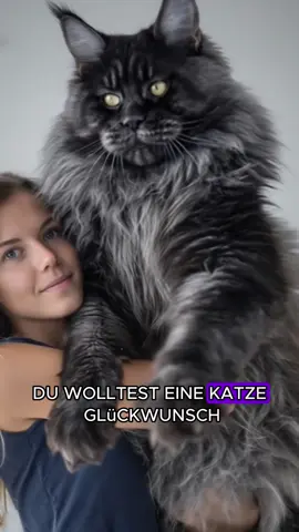 Die majestätische Main Coon Katze #lustigetiere #tiervideos #ironie #maincoonkatze #katzen 