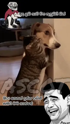 😂😂#foryou #foryoupage #fyp #fypシ #fypシ゚viral      