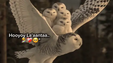 Hooyoy la'aantaa ❤️‍🩹 #foryoupage #fyp #somalitiktok #abii.fx