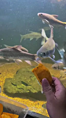 Makan bang 🥑 #mahseer #feedingtime #glasspond #fyp #CapCut 