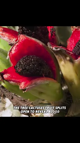 #foryoupage #nature #documentary #tiktok #foryoupage❤️❤️   