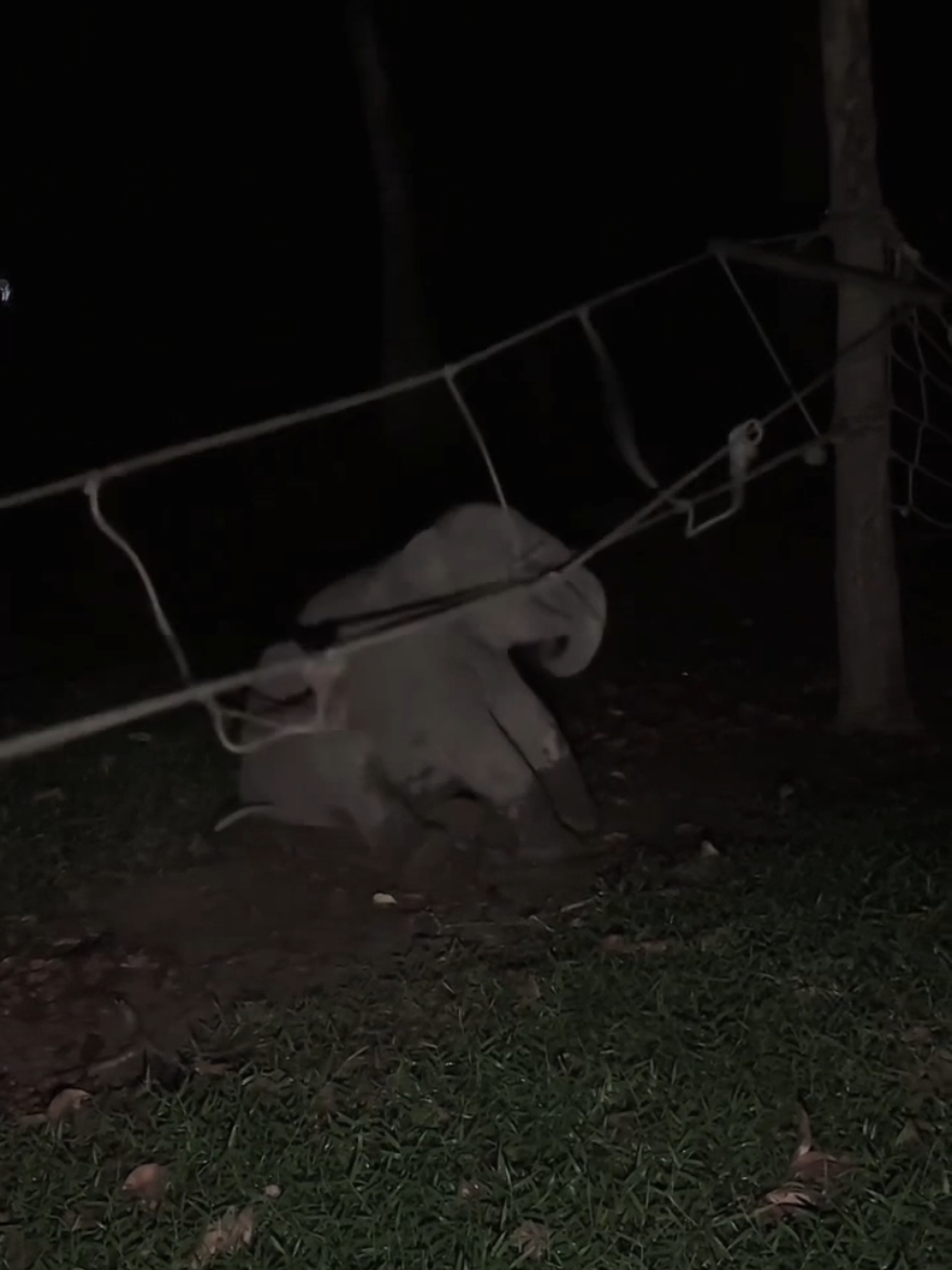 Dia masih berusaha buat naik ke tali itu tapi ga bisa-bisa juga, sampai kecapean wkwkw Dona Ohh Dona tingkah randomnya lucu bgtttt 😆 #anakgajah #donagajah #twabuluhcina #gajah #fyp 