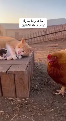 #الانتشار_السريع #العرضة_الجنوبية #الهفوف_الاحساء_الخبر_الشرقيه #الدمام_الخبر_الشرقيه_الاحساء_الهفوف 