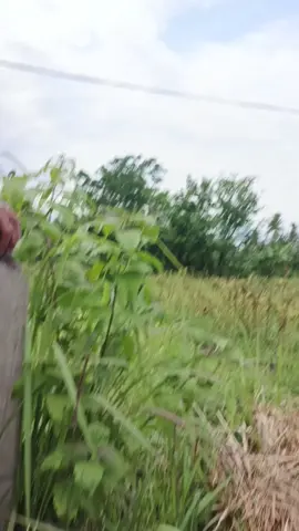 #mancingmania #mancingbondowoso #spotgacorr 