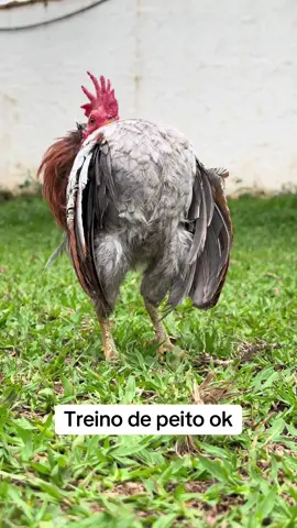 ⸻ #GalinhoDeAcademia #Serama #MenorRaçaDoMundo #GalinhasBombadas #GymChicken      .