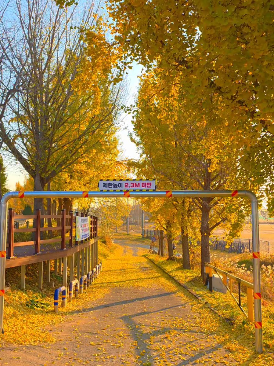 곡교천 은행나무길 2025년 11월19일 아산 곡교천 은행나무 데크길 걷기  #아산 #곡교천 #은행나무길 #트레킹  #travelkorea 