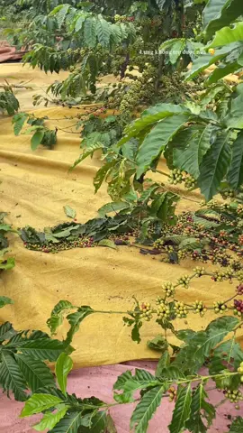 Xỉu😪#liendam #caphe 