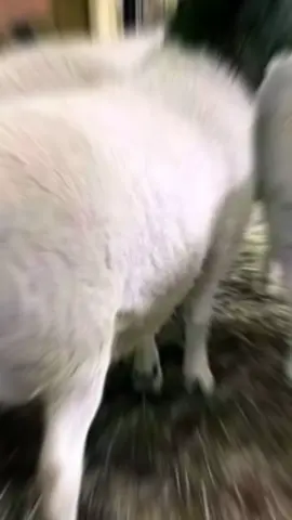 HEALTHY DORPER SHEEP  ✅Visit our farm home of Quality Livestock production in Kenya. https://gicheha-farm-kenya-09.lovable.app/ ✅To learn more about Dopper farming kindly choose us on(crop and livestock care solutions)🔥🔥 Our prices is as follows ,, ✅Lambs 3 months @ KES 3,500 ✅lambs 5 months @KES 5,500 ✅8 months old @KES 8,500 ✅10 months old @ KES 9,500   ✅ Ready to be served @KES 10,000 ✅ pregnant ewes @ KES 12,000 ✅matured serving ram @KES 18,000 ✨ ANIMAL RECORDS READY TO BE PROVIDED AFTER PURCHASE AGREEMENT  🚚 WE DO DELIVERIES COUNTRY WIDE  ☎️☎️0786895731 #dorper #dorpersheep #sheep #sheepfarmer #wedeliver 