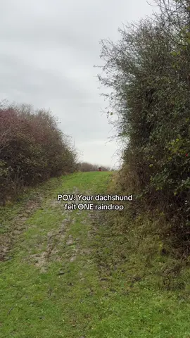 One raindrop and she’s DONE 😭  #dachshund #dogdrama #sausagedog #dogsoftiktok #funnydogs