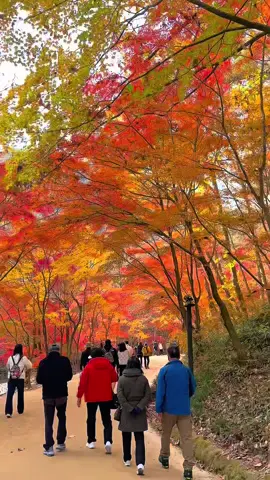 Lá đỏ 2025 🍁🍁🍁