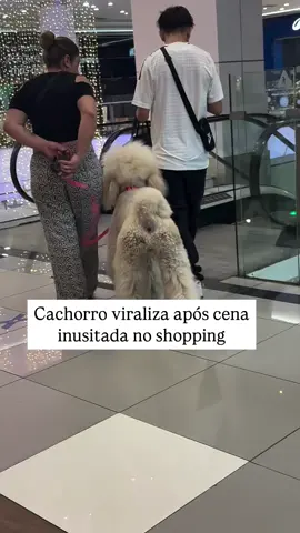 Ele tem medo da escada 😂 #CachorroFofo #PetsFofos #VidaAnimal #AmoCachorros #AmorAnimal         🎥: @/weisstomi