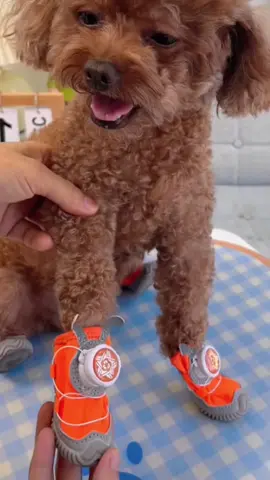 Chiếc giày chống nước tiện lợi cho bé yêu khi đi chơi bên ngoài 🐶 #giaychothucung #giaychochomeo #poodle #dog #bunquystoc 
