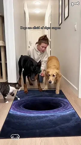 The dog dares not cross the abyss carpet🤣🤣#dog #fyp #funny #funnypets #funnyanimals