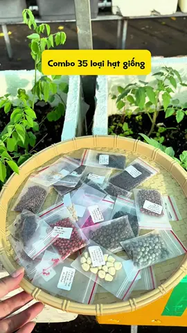 Hạt giống rau củ quả#cocayhoala #hatgiong #hatgiongraucuqua #viral #viralvideo 