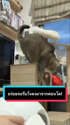 อร่อยเบรคแตก #มู้ดดี้แมวแสบ #ฟรีซดราย #ขนมแมว #อาหารแมว #7petshop 