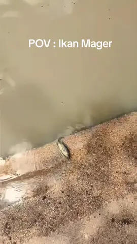 #ikan #mager 