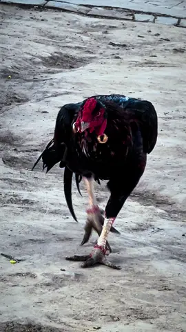 BADSHAH😈#aseelmugha #mianwali 