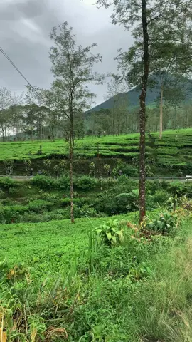 🌱🌱 #fyp #bedakahwonosobo 