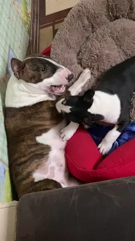 Minibull games 😜 Phoebe and baby Kira #salvuslinekennel #salvusline #minibull #miniaturebullterrierpuppy 