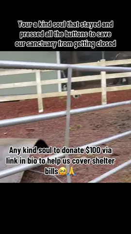 Any kind soul to donate $100 via link in bio to help us cover shelter bills🥹🙏 #horsesanctuary #horserescue #sanctuarylife #shelter #rehome 