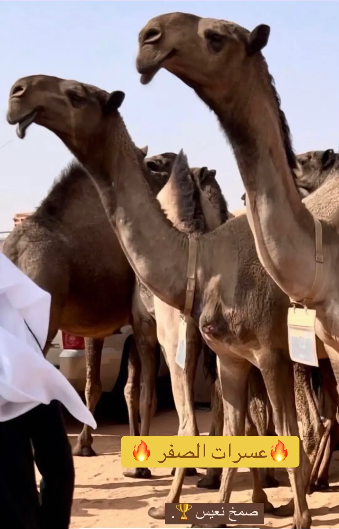 #مهرجان_الملك_عبدالعزيز_لمزاين_الابل10 #نخبة_النخبة #فرديات_مزاين_الابل #نوادر_الابل #اكسبلورexplore 