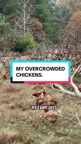 Replying to @Paige Slaydon you’re not seeing overcrowding. You’re seeing a.) chickens acting like chickens because they’re flock animals and that’s how they behave no matter how much room they have and how well fed they are, and b.) a farmer who’s willing to show you everything, and not just what you think you wanna see to shorten the distance from me to your money. #chickens #farmlife #pastureraised #smallfarm #regenerativeagriculture 