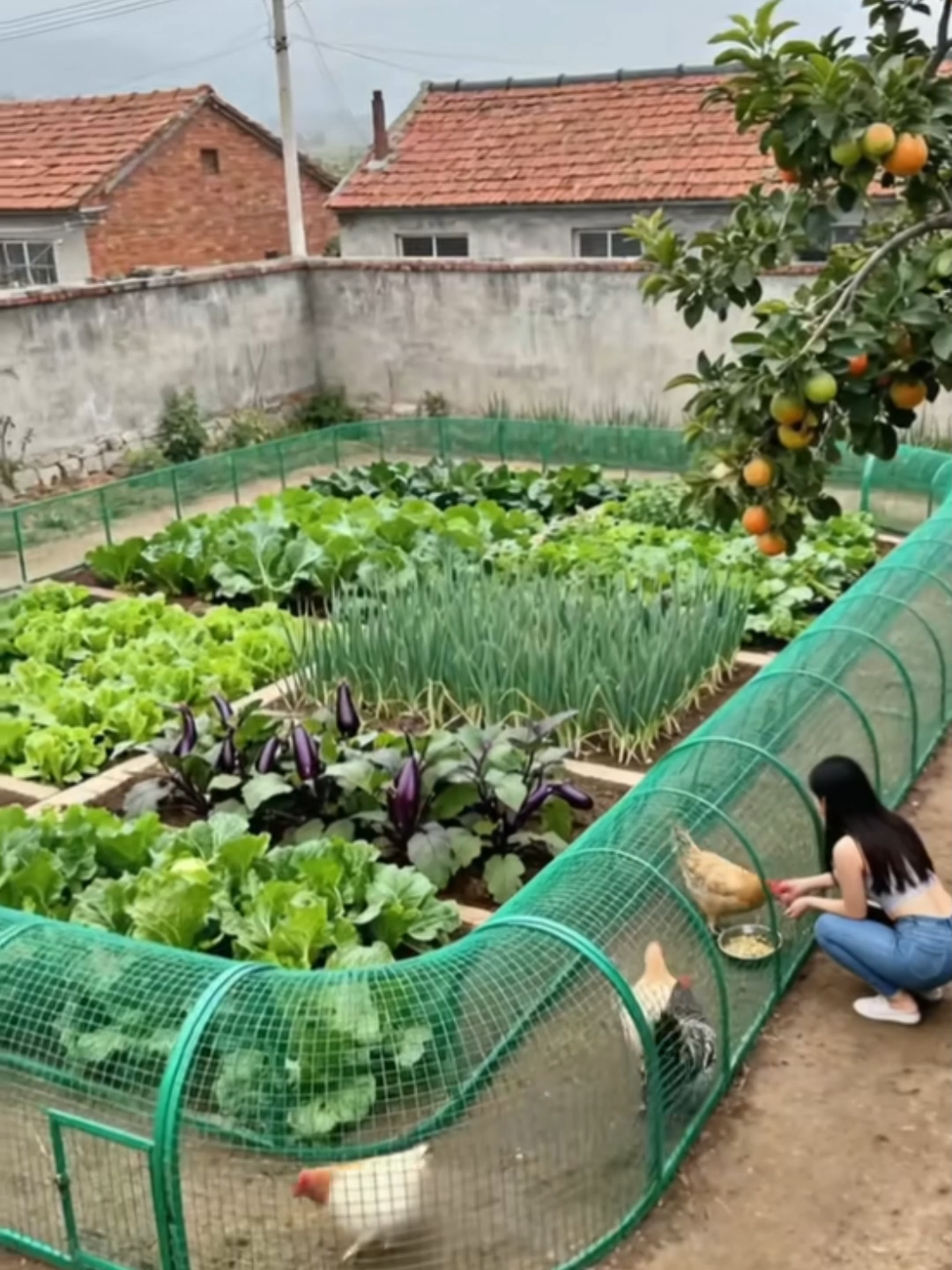 Genio de la cría de pollos