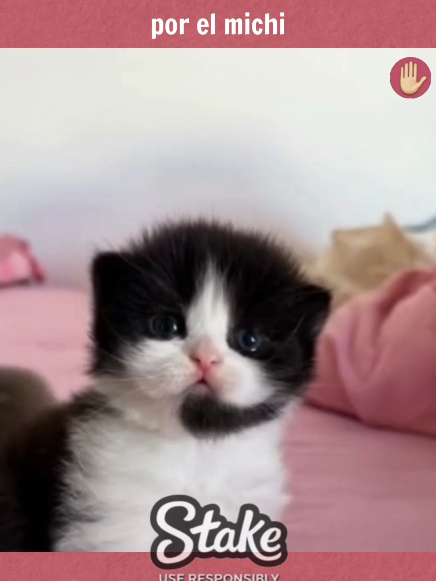 Pronto serás atendido por el michi