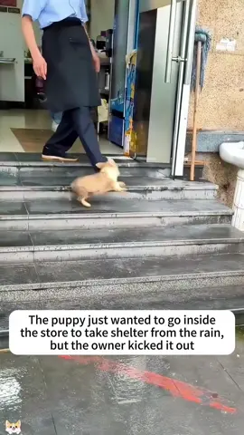 The puppy just wanted to go inside the store to take shelter from the rain,but the owner kicked it out.I rescued him and then…#dog #rescue #animalrescue #Love #usa #fyp 