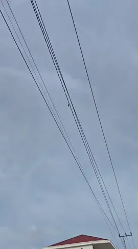 Sisit Tarus Kisahnya 🤭 #mancingmania  #papuyu  #paunjunankalsel 