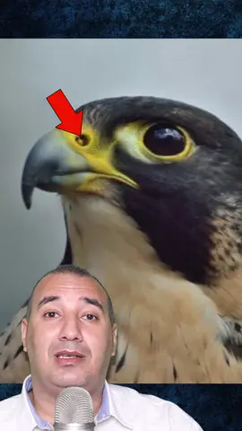 معجزة الصقر الشاهين #تعلم_على_التيك_توك #osha_salah #معلومات #قصص #entertainment 