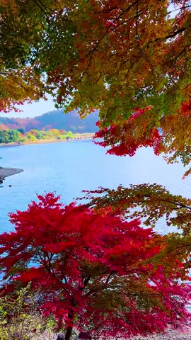 #富士山河口湖、西湖美しい景色 #Beautiful  Scenery In Fujisan Japan 
