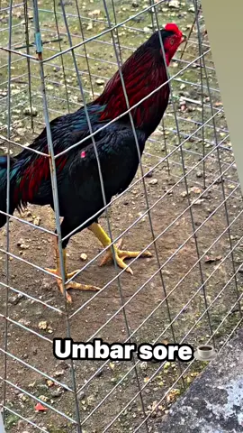 Umbar sore ☕️😁