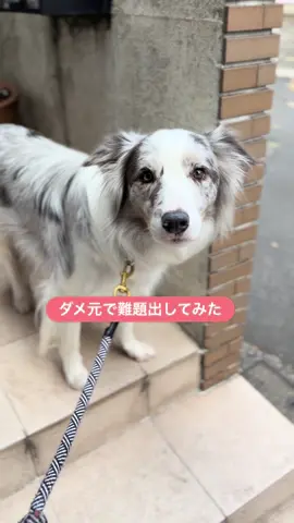 1ヶ月ほど前にランチを買いにルークが初めて行くお店に連れて行きました。 今回そこへ連れて行ってもらおうと思うのですが、ルークにはその店の名前を教えていませんでした。なので、1ヵ月前に行った状況を説明するしかありません。 家から2キロ弱、初めて行ったお店、店名は覚えていない。果たしてルークに行きたいところが伝わるでしょうか？ 内心無理だろうと思いながら道案内のスタートです。