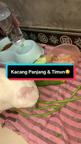 Lalapan malam ini sedikit berpariasi ada lalapan timun & kacang panjang🤤🥒#fyp #jelajahkuliner #kucinggemoy #kucingmakansayurtimun @𝓕𝓮𝓫𝓻𝓲𝓪🧷 