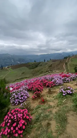 #suoithau_xinman_hagiang 