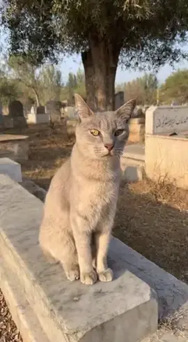 اللّہُ اکبر😭🥹❤️🌸🥹#foryoupage❤️❤️ #islamic_video_الله #viralvideos #graveyard #trendingreels 