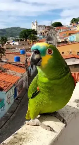 Vocês usam glitter no cabelo?? #humor #papagaio #meme #fyp 