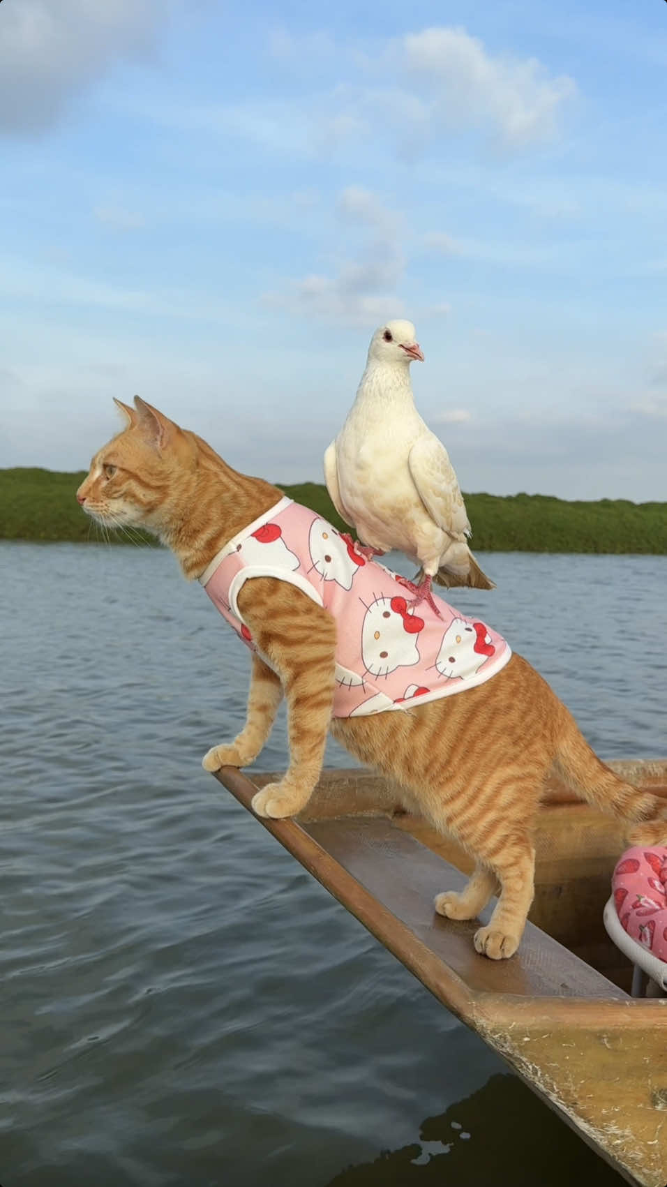 Seaside Tribe's Fishing Cat