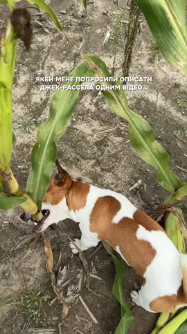 Помічник 😌 #прособак #дрт #смішнівідео #життязсобакою #джекрассел 