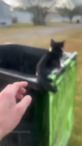 Give the cat a little surprise😿😂 #cat #catsoftiktok #catlover #funny #funnyvideos #foryou #fypage #fypツ #funnycat #funnytiktok #cats 