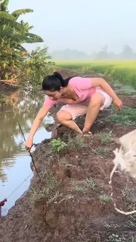 Cùng ba đi thăm bẫy 12 cửa ngục đặt dưới mương ngoài đồng. #gaiquemientay #gaithonque #batcamientay #thonnumientay #gaique 