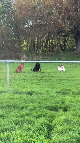 I just can’t 😭😭 She’s totally fine, just misjudged it 🥲🙈 #dogfail #whoops #oopsmoment #goldenretriever #rottweiler 