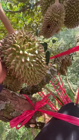 #โยงกิ่งทุเรียน #ทุเรียนนอกฤดู #ทุเรียนยะลา 🏡🌳
