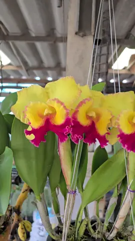 แคทลียาทองสุข #สวนสวนสาวิตรี #หวานเจี๊ยบ 